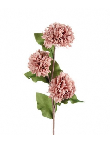 L'OCA NERA DALIA ROSA ANTICO 